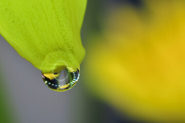 a drop of dew on the top of a chrysanthemum flower