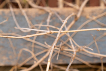 close up of thorns