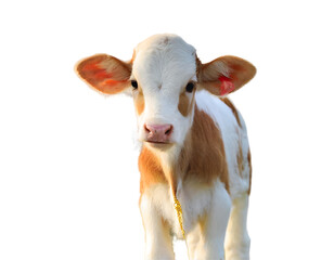 a picture of a cow