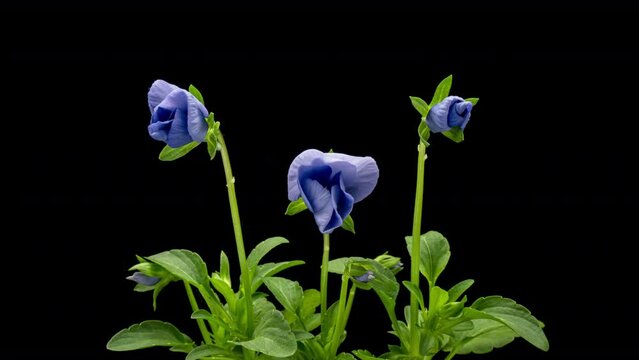 Time lapse of opening blue Pansy flower Viola tricolor 