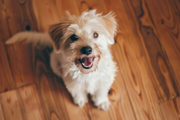 A hilarious close-up of a mischievous dog with a goofy expression - obrazy, fototapety, plakaty