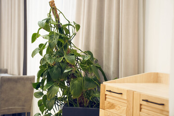 Plant Epipremnum with selective focus in interior of restaurant, with wooden drawer. Background...