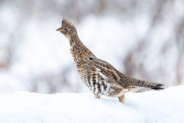 Ruffed Grouse