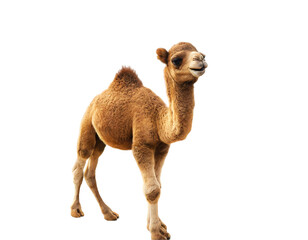camel isolated on transparent background hd png