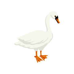 vector drawing white swan, wild bird isolated at white background, hand drawn illustration