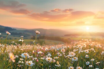 Beautiful daisy field in a lush green mountain landscape. with soft blur and light. Generative AI - obrazy, fototapety, plakaty