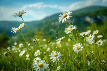 Beautiful daisy field in a lush green mountain landscape. with soft blur and light. Generative AI