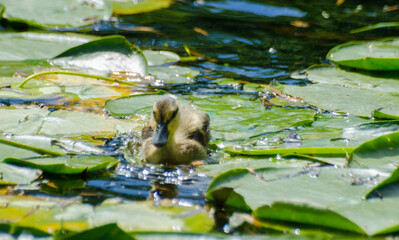 Duckling in the pond among lilly pads 1