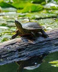 Obraz premium Turtle in the pond on a log 5