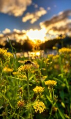 field of dandelions