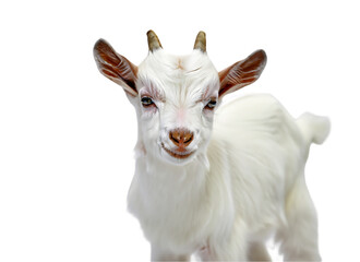 lonely goat standing alone in a white isolated farm in amsterdam netherlands
