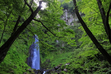 鳥取県の雨滝、栗やブナの木々の間にある玄武岩の崖から流れ落ちる滝