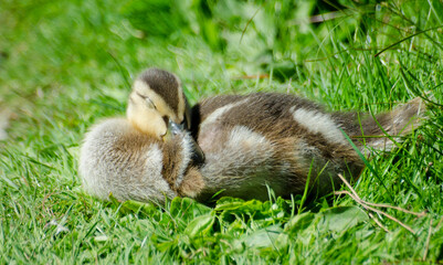 Sleeping duckling in the sun
