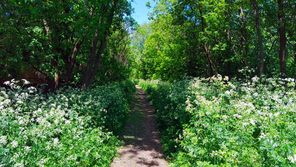 Obraz premium Tall grassy white flowers on abandonned train tracks