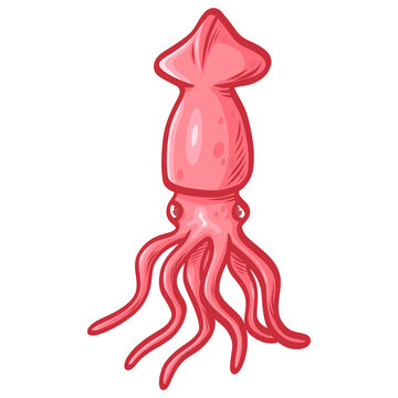 Squid Cuttlefish Pink Seafood Illustration