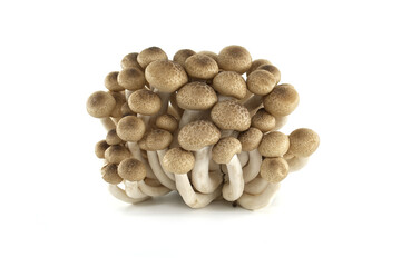 Fototapeta na wymiar Group of Shimeji mushrooms isolated white background