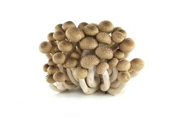 Group of Shimeji mushrooms isolated white background
