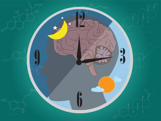 The circadian rhythms are controlled by the circadian clock or biological clock that commands our brain to release hormones to control our activity in several days.