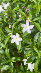 White Lily Tranquility