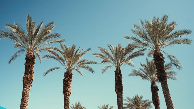 four palm trees on a clear, blue sky, sunny day with now clouds