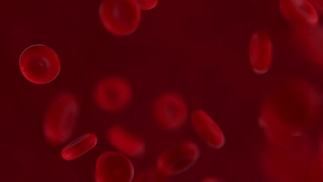 Red Blood Cells Flow Video | Blood Cells Under Microscope Video | Red Blood Cells Streaming Video