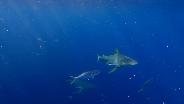 Bull shark swims through ocean and turns towards camera - dangerous encounters