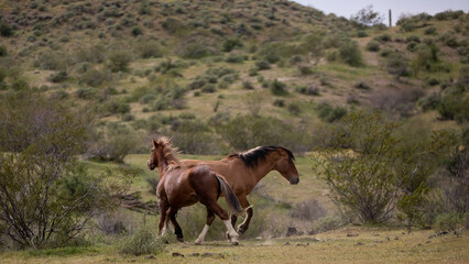 Tan buckskin and red bay wild horse stallions running while fighting in the springtime desert in the Salt River wild horse management area near Mesa Arizona United States