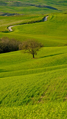 Panorama collinare della Val d'Orcia lungo il percorso ciclistico dell'Eroica. Provincia di Siena. Toscana , Italia