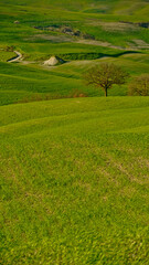  Panorama collinare della Val d'Orcia lungo il percorso ciclistico dell'Eroica. Provincia di Siena. Toscana , Italia