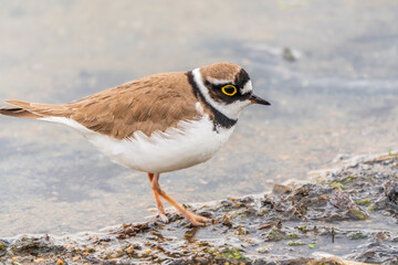 Little ringed plover (Charadrius dubius), bird standing on the lake shore
