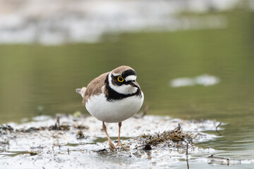 Little ringed plover (Charadrius dubius), bird standing on the lake shore