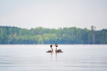 Mating games of two water birds Great Crested Grebes. Two waterfowl birds Great Crested Grebes swim...