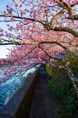 日本の風景・早春　静岡県河津町　満開の河津桜