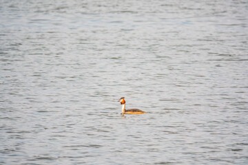 The waterfowl bird Great Crested Grebe swimming in the calm lake