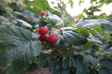 korean wild berry fruit,right before the harvest