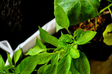 Seedlings of Thai chili in the planting bags