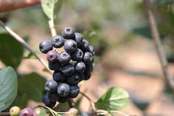 the fruit of the Aronia field