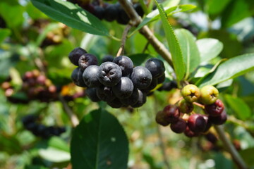 the fruit of the Aronia field