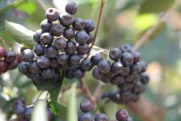 the fruit of the Aronia field