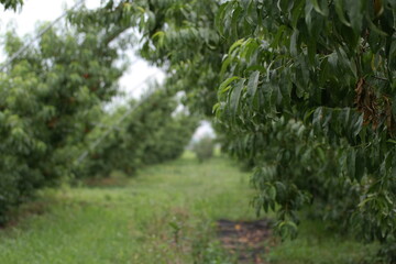 a garden of heavenly peach trees,landscape