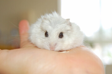 Obraz premium Hamster eating white sesame seeds in the palm of his owner's hand