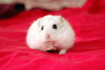 Campbell's dwarf hamster on red background - obrazy, fototapety, plakaty