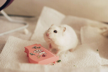 White campbell's hamster playing the piano - obrazy, fototapety, plakaty