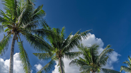 Fototapeta na wymiar A row of palm trees against a blue sky and clouds. Spreading green leaves of the crowns diagonally. Tropical background.