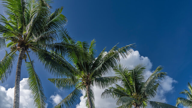 A row of palm trees against a blue sky and clouds. Spreading green leaves of the crowns diagonally.  Tropical background.