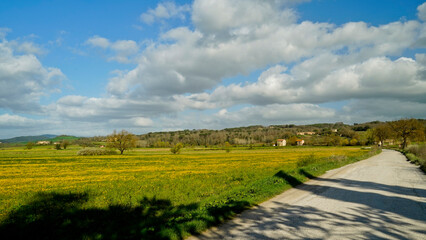 Obraz premium Panorama collinare della Val d'Orcia lungo il percorso ciclistico dell'Eroica. Provincia di Siena. Toscana , Italia