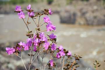 Rhododendron dauricum bushes with flowers on the bank of Altai river Katun.