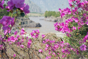 Teldykpen rapids on Altai river Katun. Rhododendron dauricum bushes with flowers are on foreground.