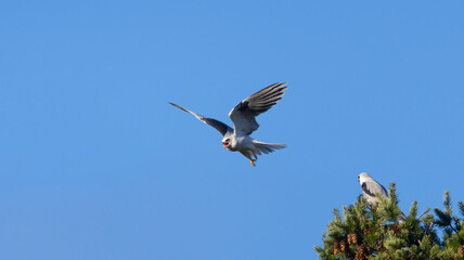 A white tailed kite in flight