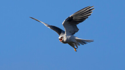 A white tailed kite in flight